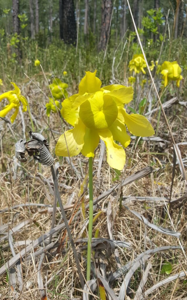 Flowers of Yellow pitcher plants (Sarracenia flava) among the dormant pitchers from the last season's growth. The flowers have a center rounded pincushion-looking section with 5 drooping oblong petals circling it and 5 short half-moon sepals at the base of the bloom. All parts are a buttery yellow. The bloom sits at the top of a stalk about 2 feet tall.