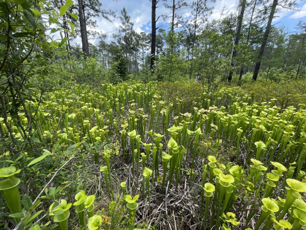 Landscape with many bright green yellow pitcher plants (Sarracenia flava) and Peelbark St. John's Wort (Hypericum fasciculatum) in the understory, sweey bay magnolia (Magnolia virginiana) in the midstory, and longleaf pines (Pinus taeda) and pond cypress (Taxodium ascendens) in the overstory.