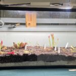 Carnivorous bog terrarium with pitcher plants, sundews and other plants.