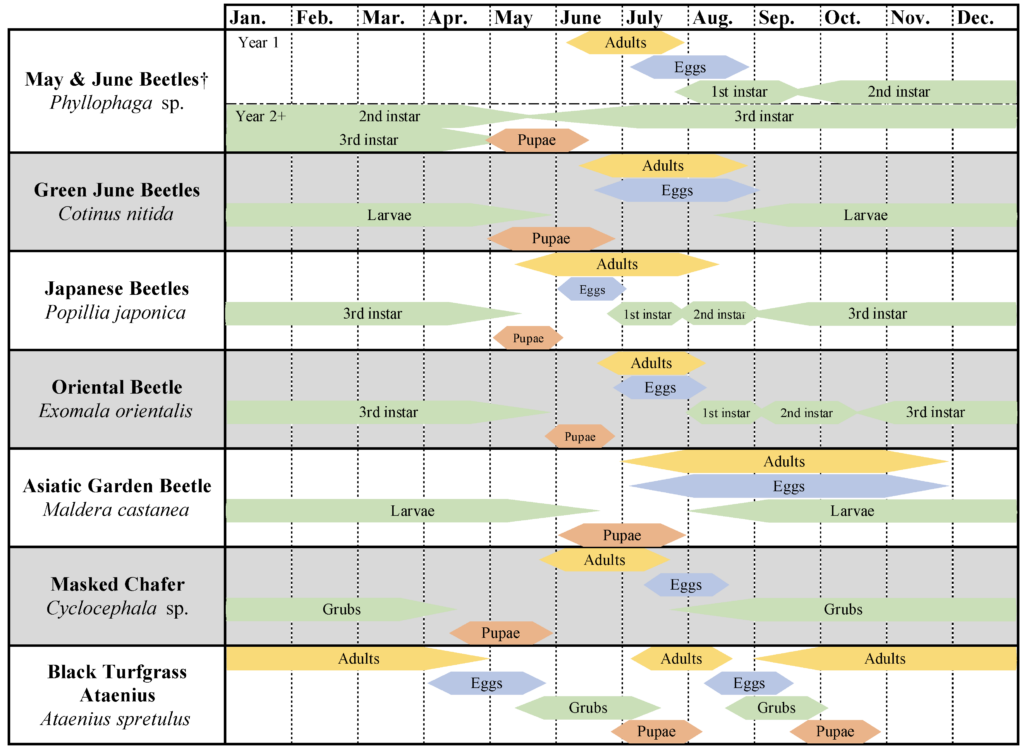 Life cycles of scarab beetles with grub stages.