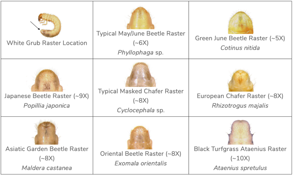Typical raster patterns of white grubs.