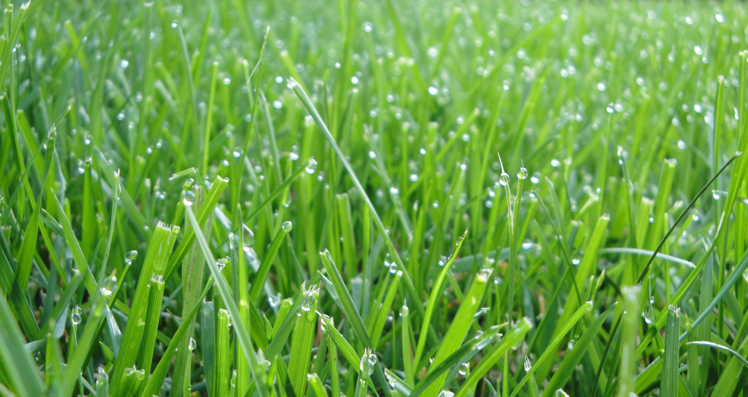 Turfgrass