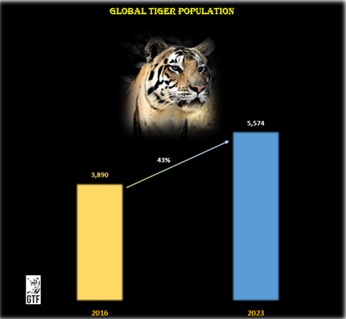 Global tiger population increases by 43% from 3,890 wild tigers in 2016 to 5,574 wild tigers in 2023.