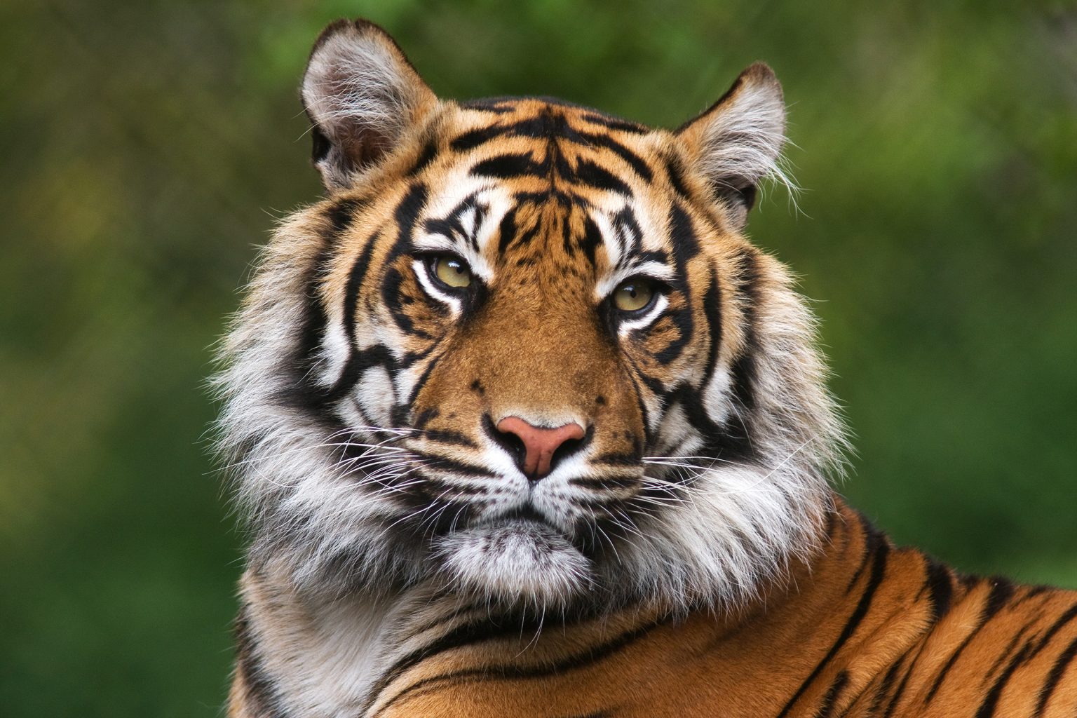 Bengal tiger