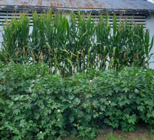 corn and cotton
