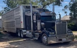 Feeder calves transportation