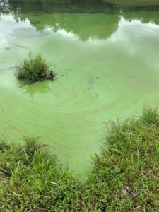 Figure 1. A cyanobacteria bloom, which is capable of producing toxins that can harm pets, livestock, and humans.
