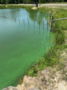 Blue-Green Algae bloom observed at a pond in June 2022