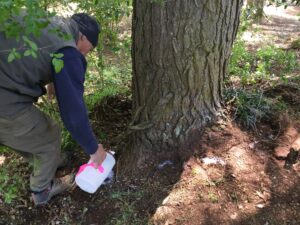 Carolina Hemlocks volunteer treating infested hemlock trees.