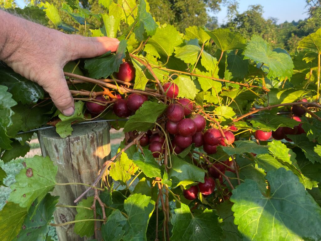 Problems Leaving Muscadine Grape In Child Reach photo