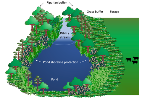 Diagram showing a healthy riparian buffer with livestock-safe plants