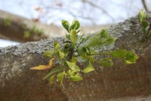 “Mistletoe “roots” may extend up to a foot on either side of the point of attachment. Bob Polomski, ©2018, Clemson Extension”