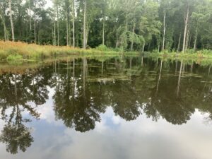 Seasonal Pond Management