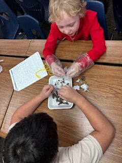 PCAG 2nd, 3rd, & 4th graders dissect owl pellets