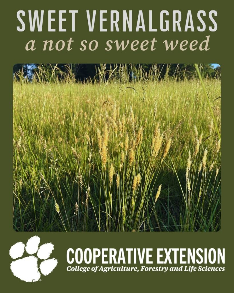 Sweet vernalgrass a not so sweet weed
