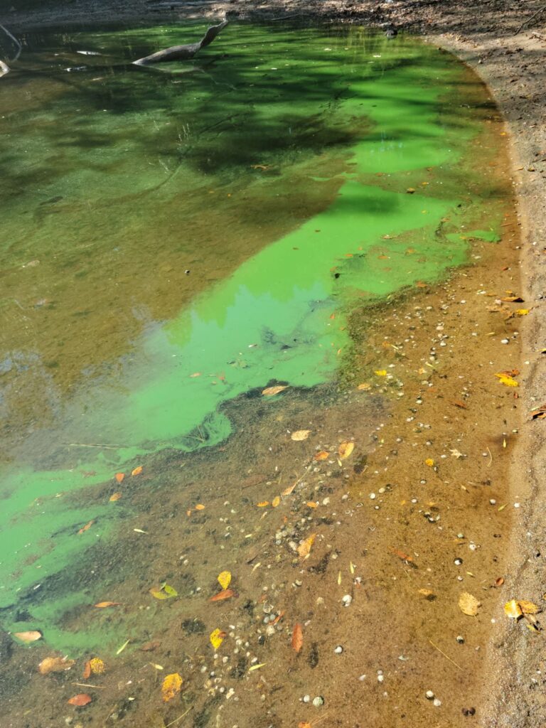 Microcystis; Photo by Emily Bores
