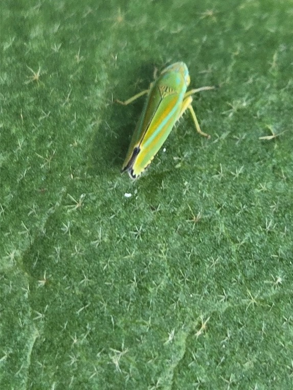 Leafhopper found on an eggplant leaf.