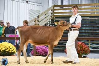 Young man showing a cow