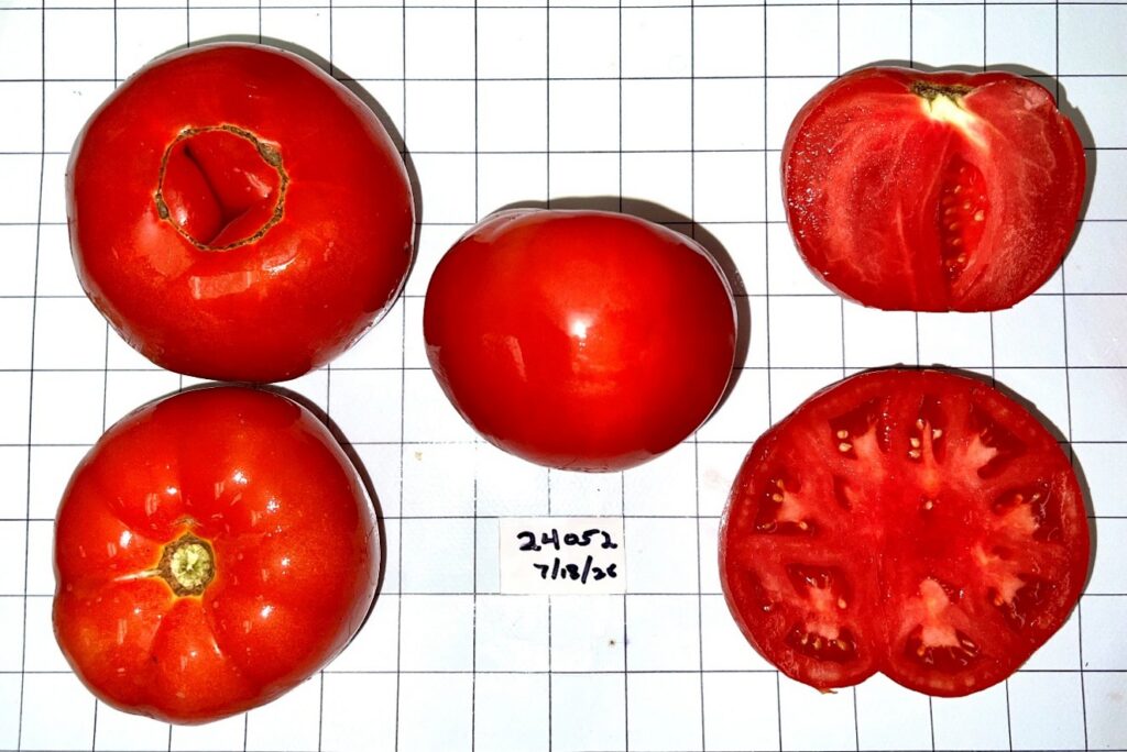 One advance selection variety that stood out with a slightly higher brix content than other varieties.